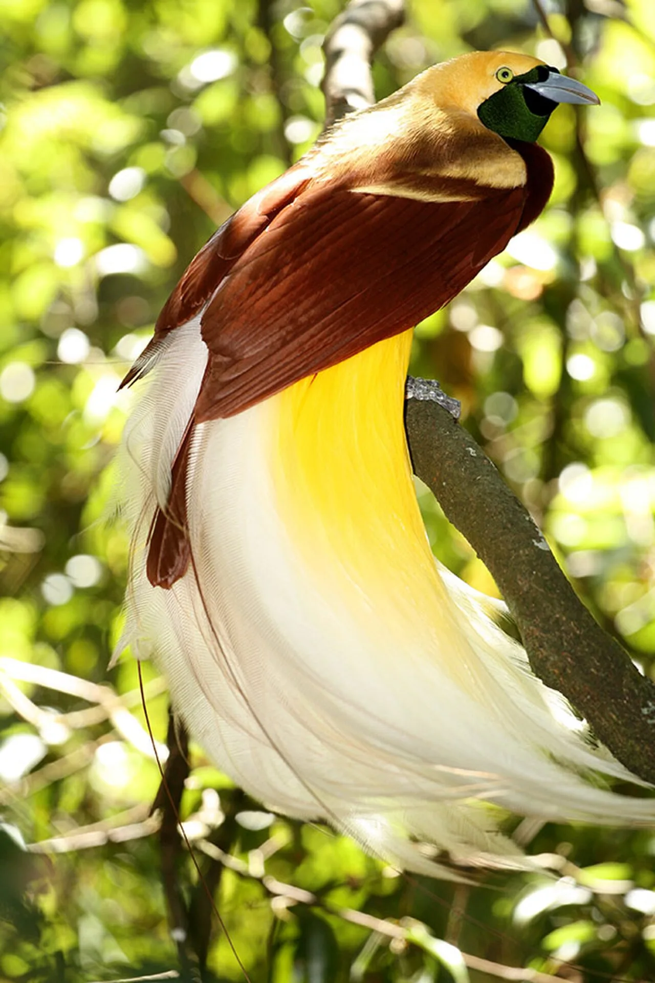 Kubah Aviary Burung Papua