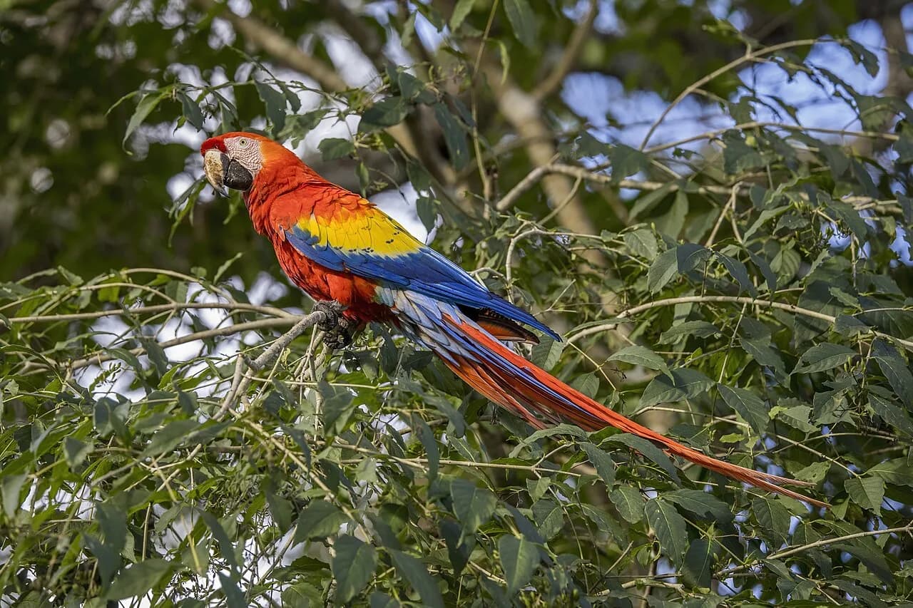 Free Flight Bird Show