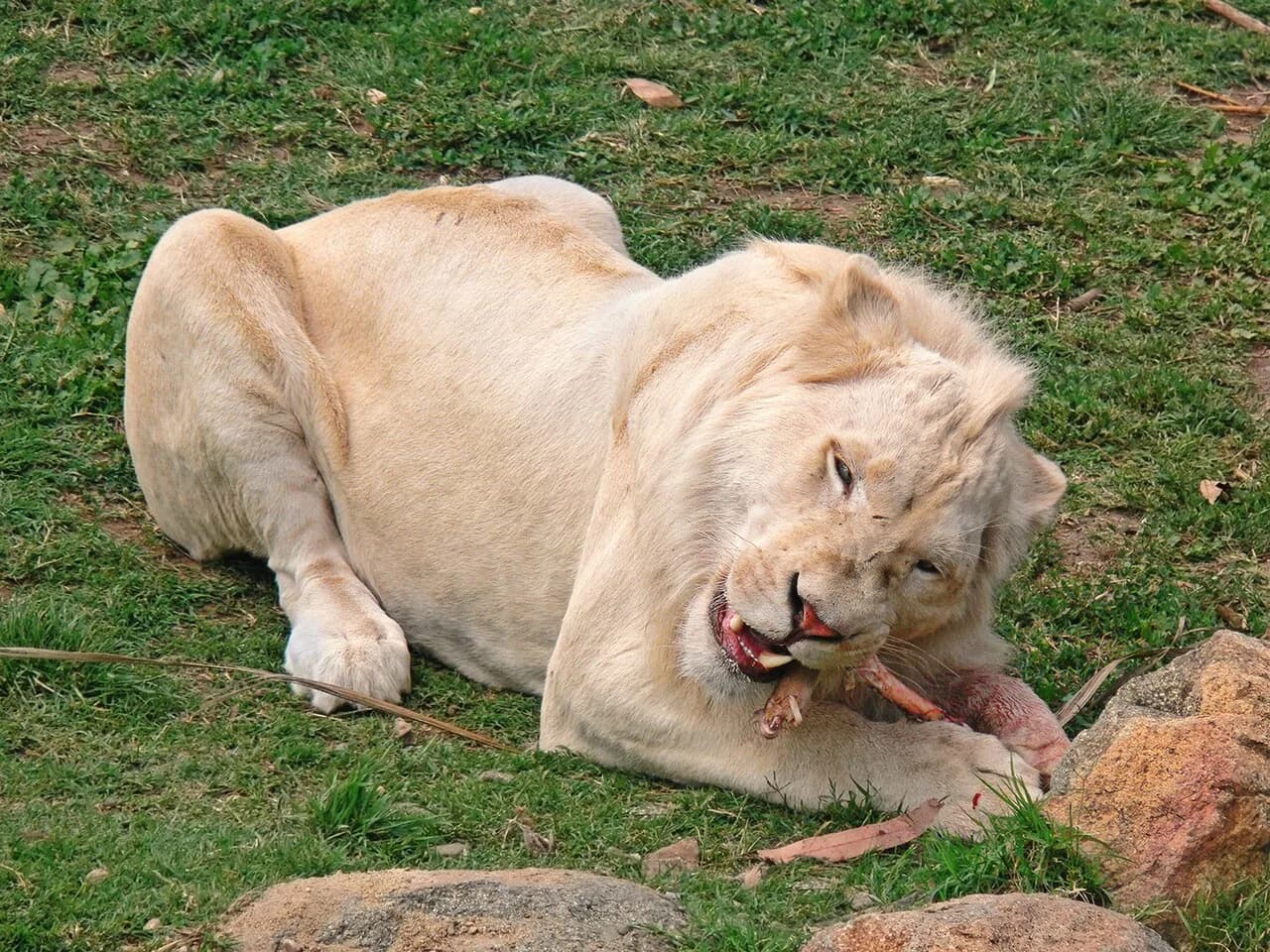 Langka