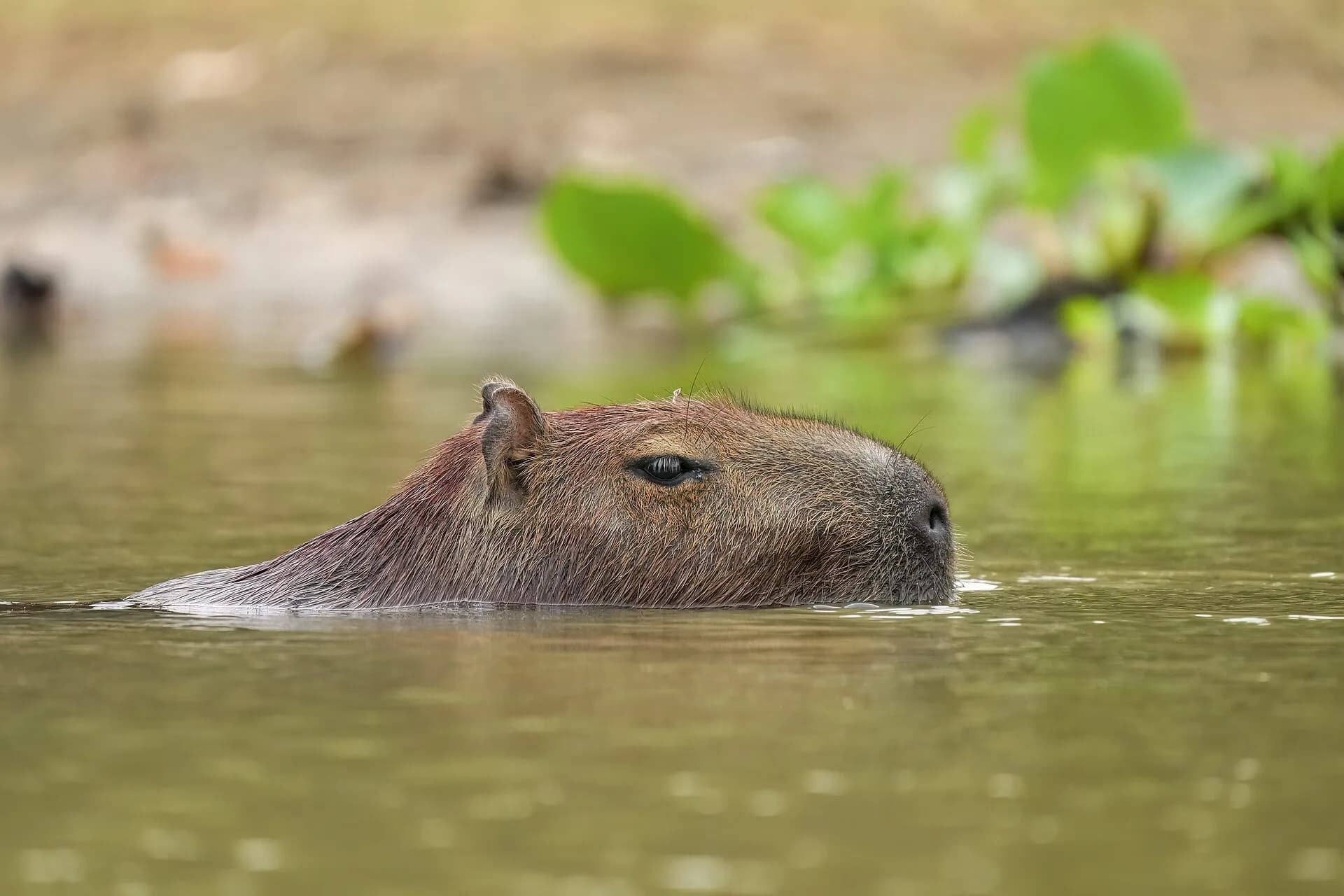 Kapibara & Tapir